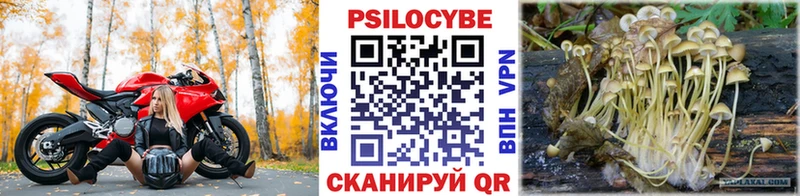 blacksprut зеркало Шахты Псилоцибиновые грибы Cubensis